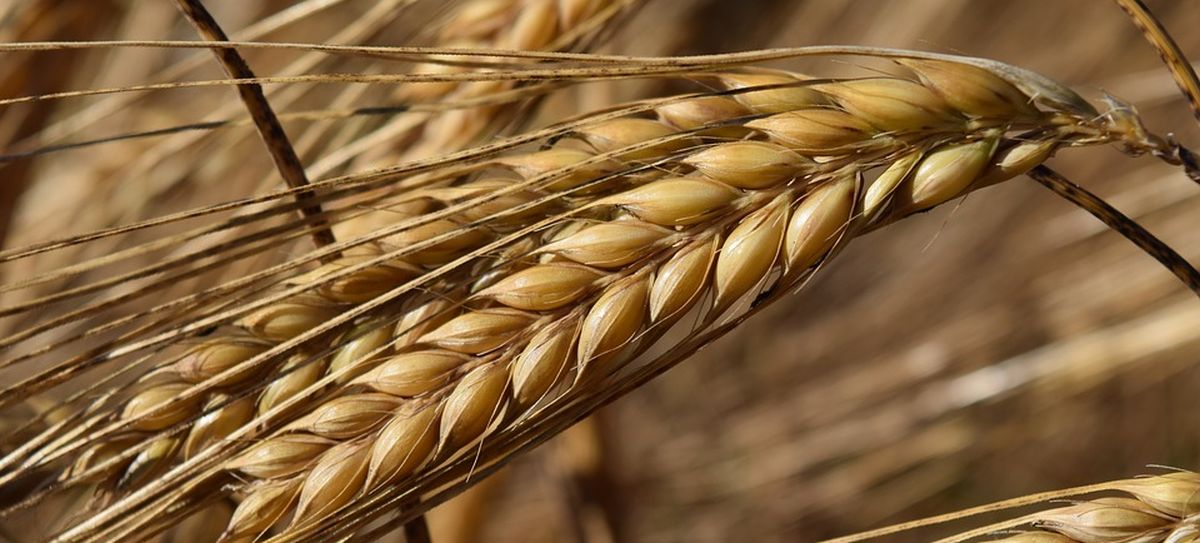 Barley Barley