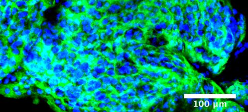 picture Cell Culture picture Cell Culture