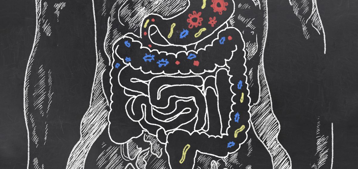 Intestine