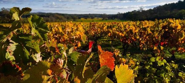 Weingut Weingut