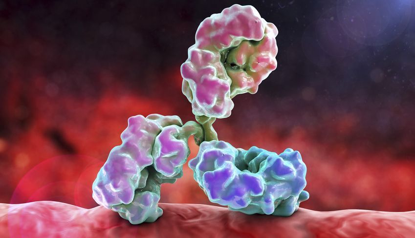 Antibody Antibody