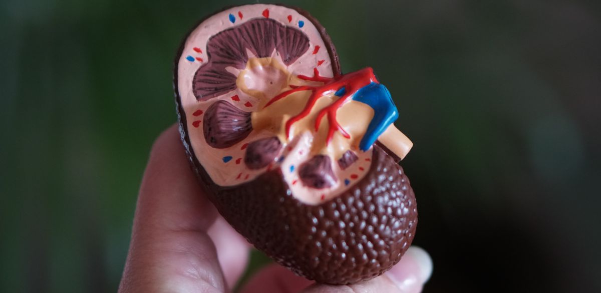 Kidney Kidney