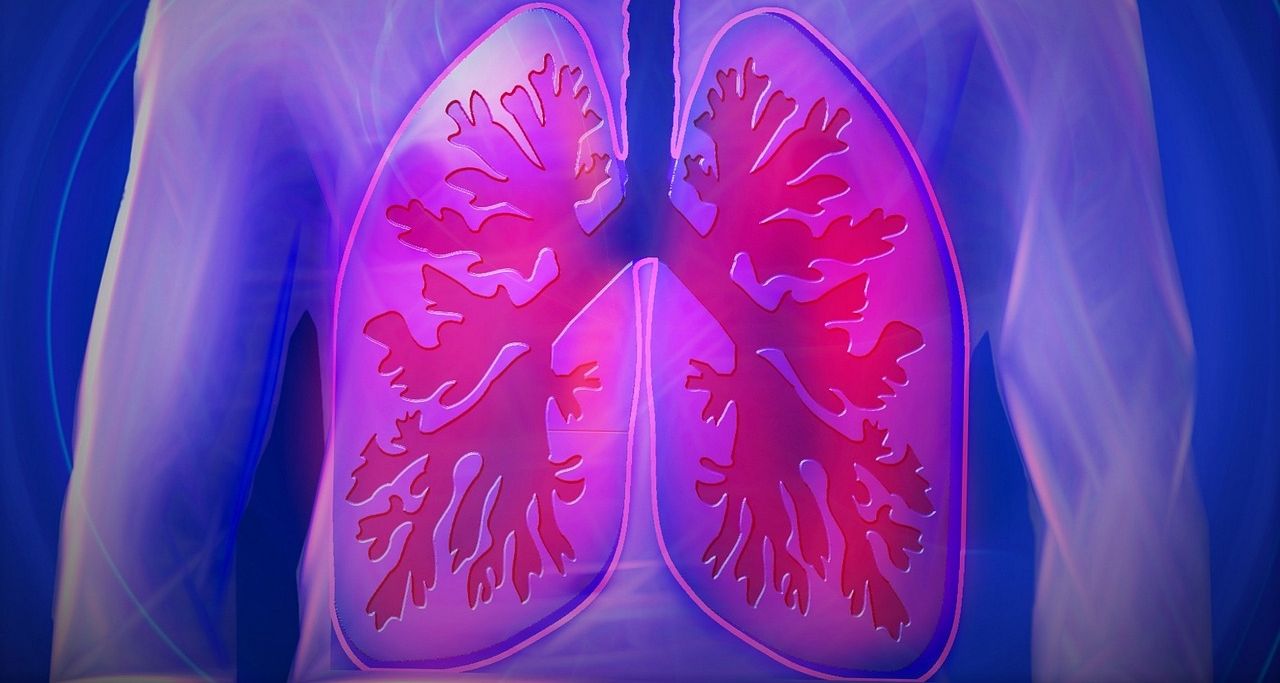 Lungs