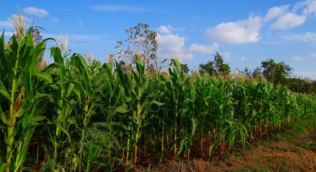 Corn field
