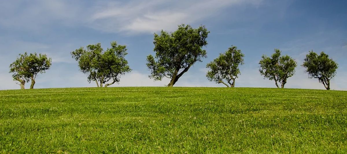 Trees Trees