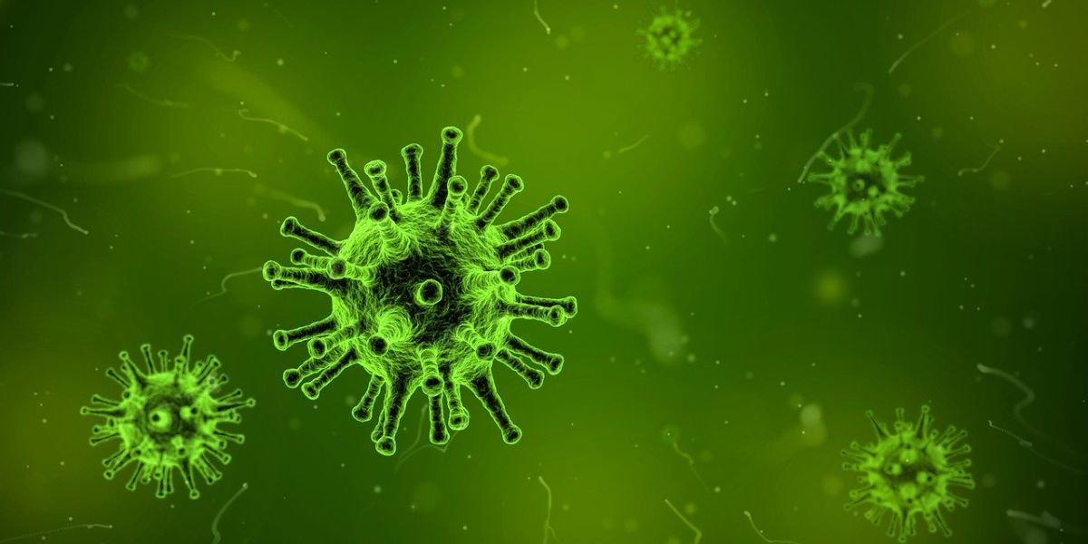 Virus Virus