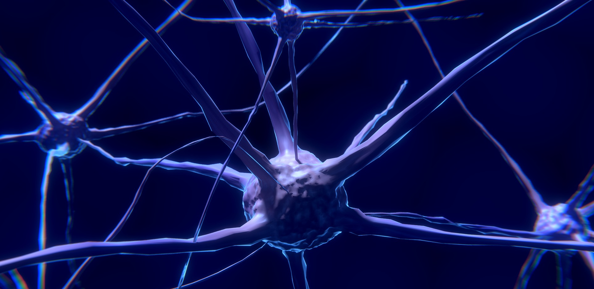 nervous system