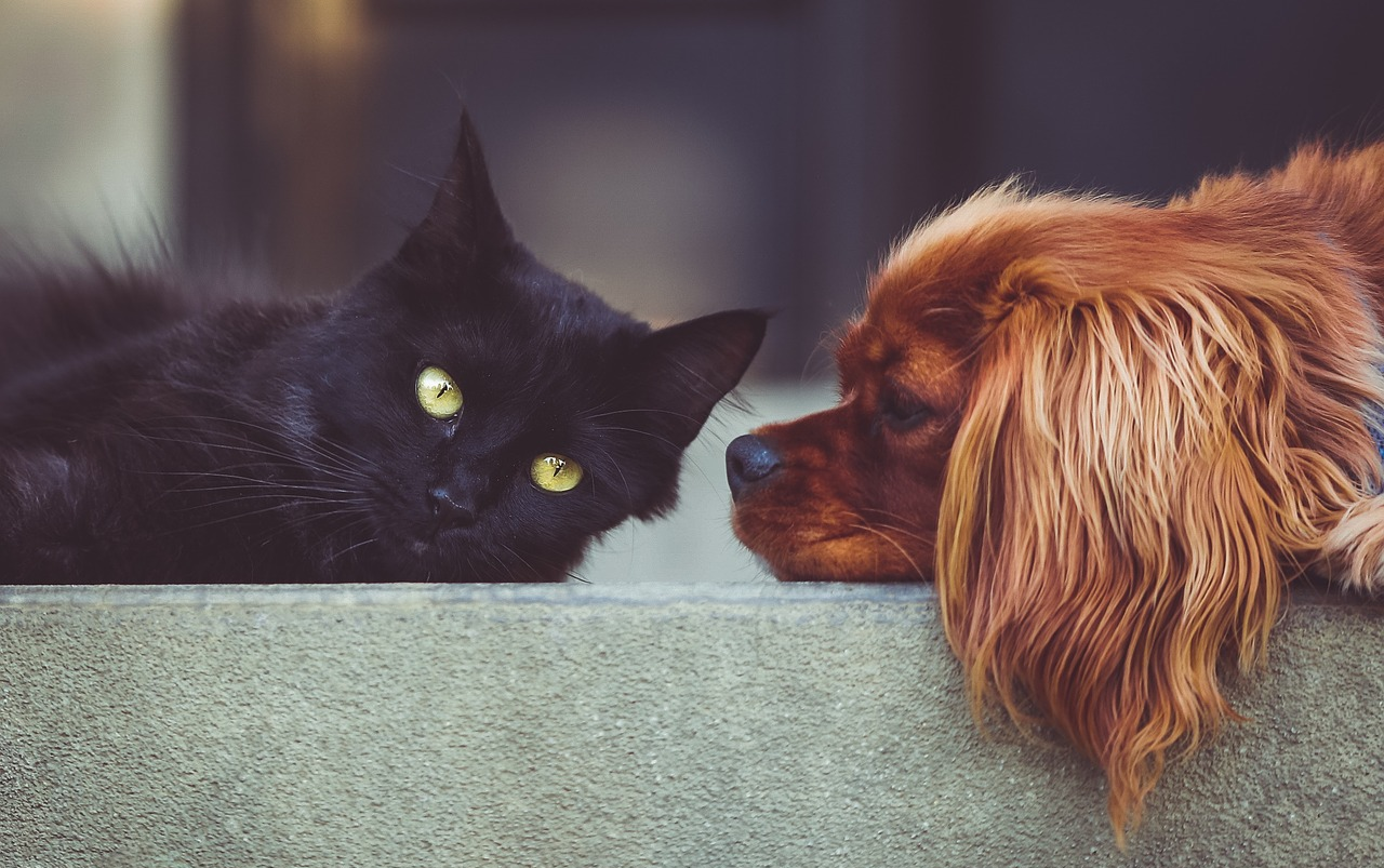 Pets