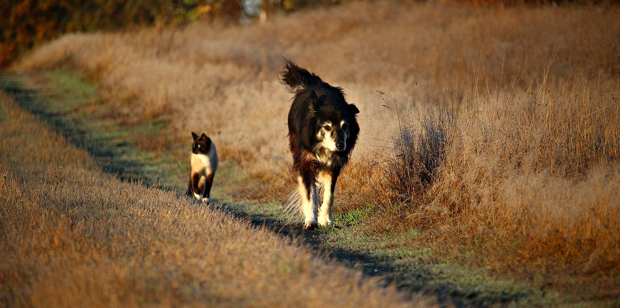 Cat and Dog Cat and Dog