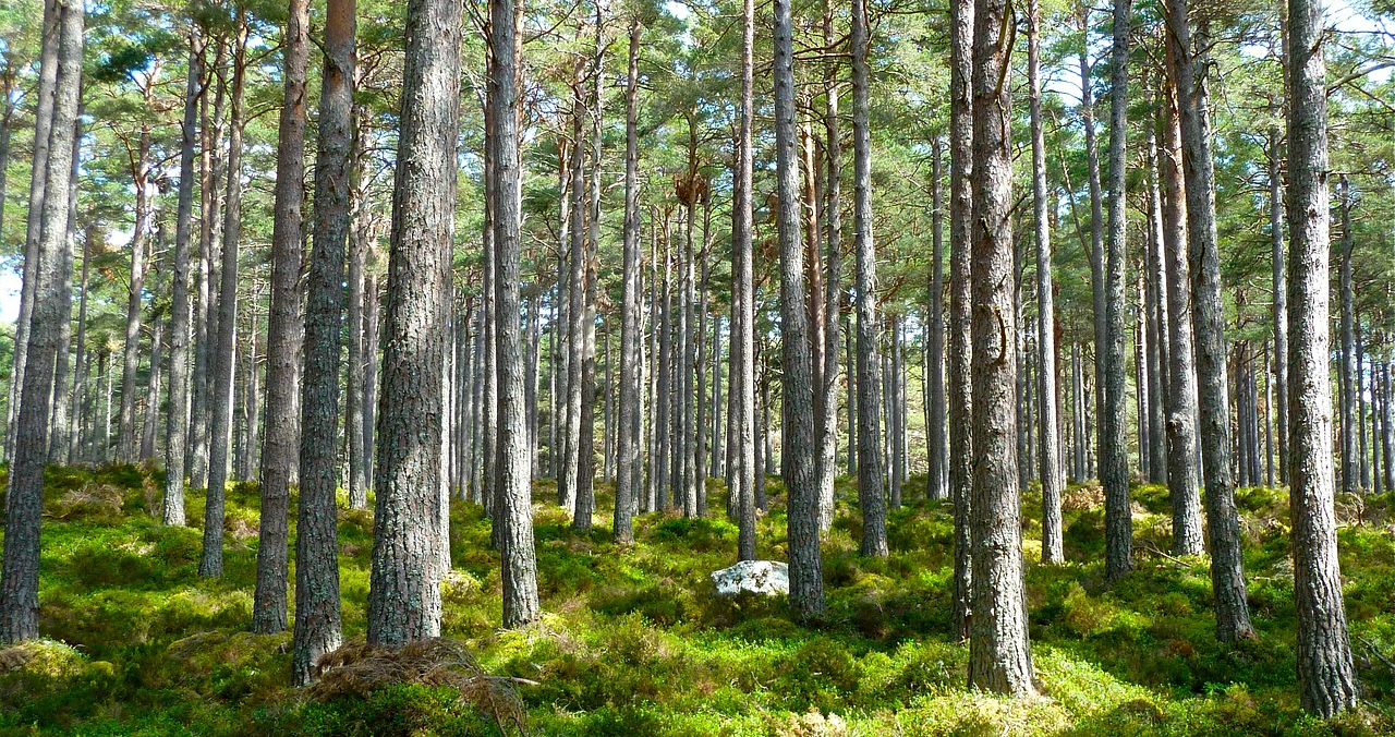 Symbolic picture_forest