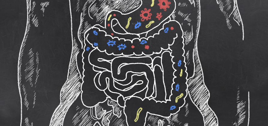 intestine
